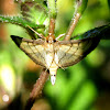 Lesser Rice Leaffolder Moth