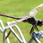 Four-spotted Pennant