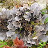 Membrane Dog Lichen