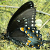 Spicebush Swallowtail Butterfly -Male