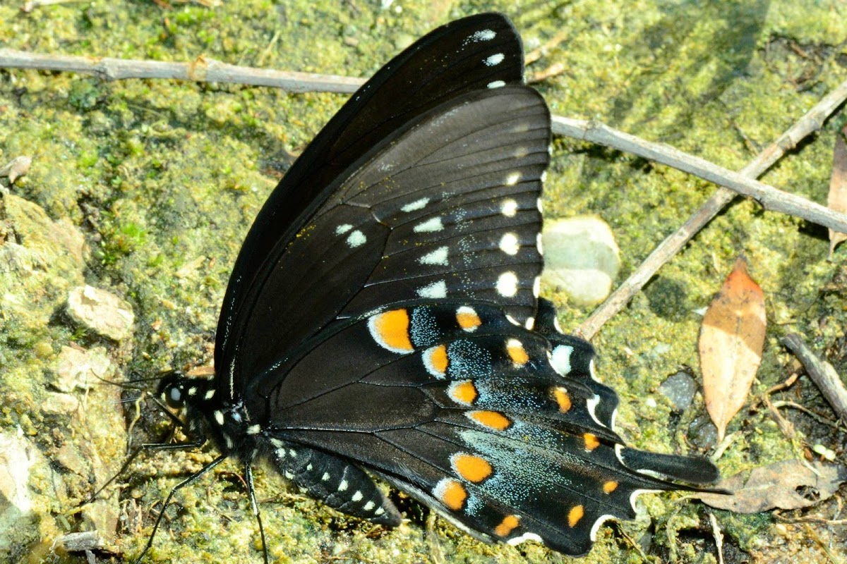 Spicebush Swallowtail Butterfly -Male