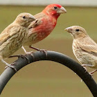 House finch