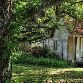 Abandoned Under the Oak by Shane Adams - Buildings & Architecture Decaying & Abandoned