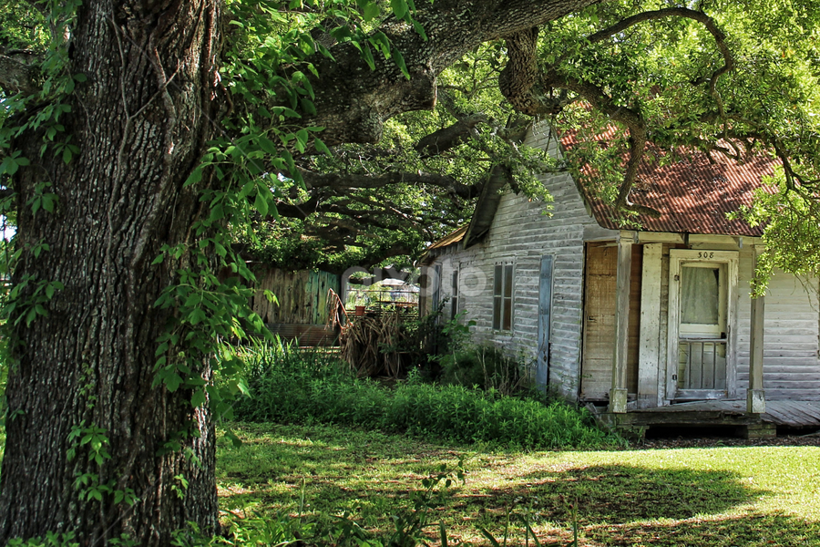 Abandoned Under the Oak by Shane Adams - Buildings & Architecture Decaying & Abandoned