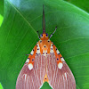 Asota Moth