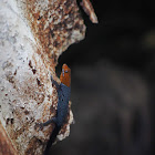 Yellow-Headed Gecko