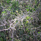 lotebush RHAMNACEAE zizphus obtusifolia