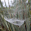 Orbweaver spider web