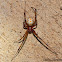 Western Black Widow