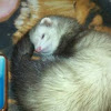 Ferret