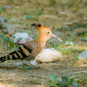 by Mustafa Gulzari - Animals Birds