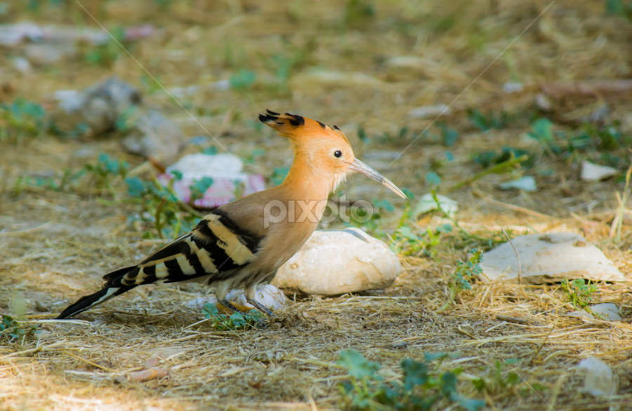 by Mustafa Gulzari - Animals Birds