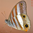 White-banded Satyr