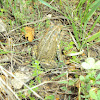 Eastern American Toad Anaxyrus