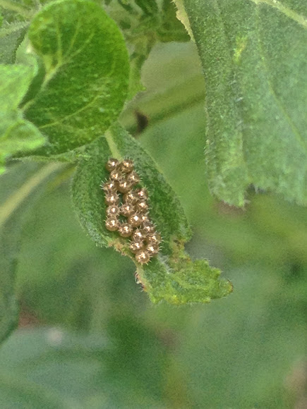 Predatory Stink Bug Eggs Project Noah