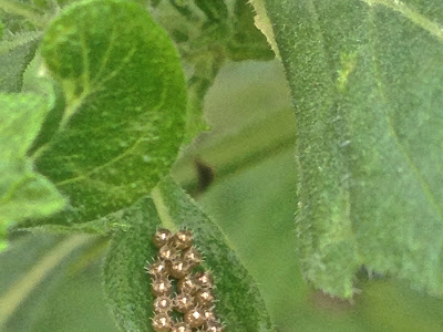 25 ++ golden eggs insect 885998-What insect lays golden eggs