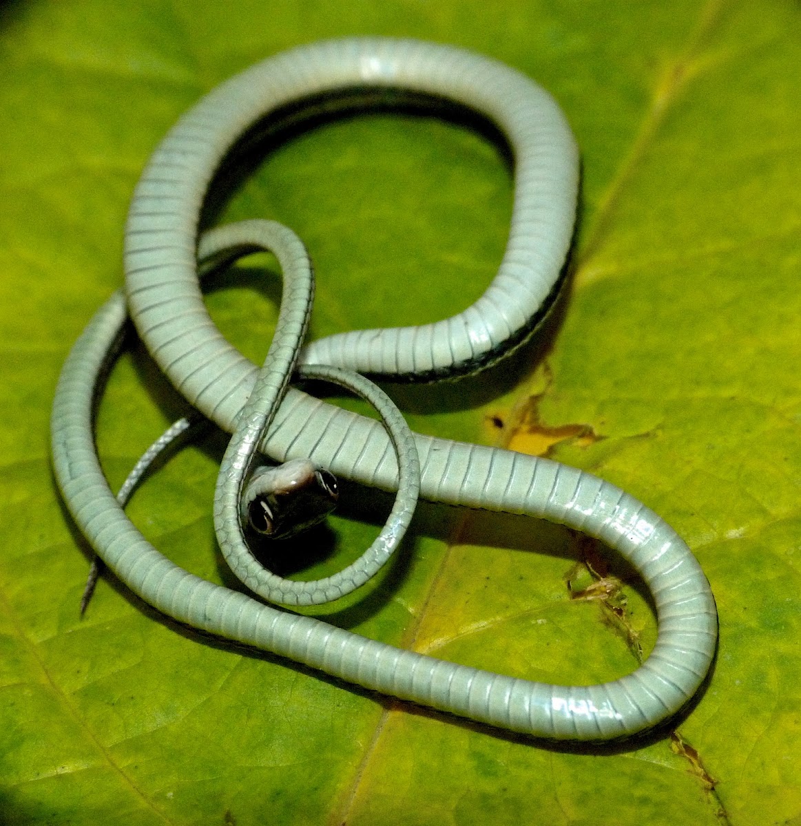 Western ribbon snake (young of the year)