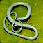 Western ribbon snake (young of the year)