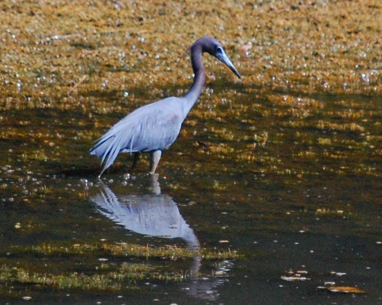 Little Blue Heron