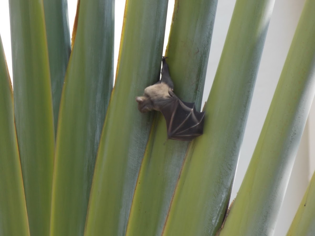 Old world fruit bat