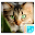 Cat HD Wallpapers Download on Windows