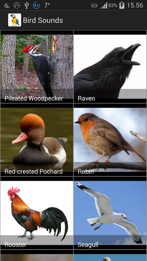 Bird Sounds Android Apps on Google Play