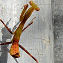 African Praying Mantis