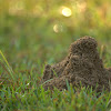 Southern Fire Ant mound