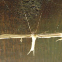 Coyote Bush plume moth