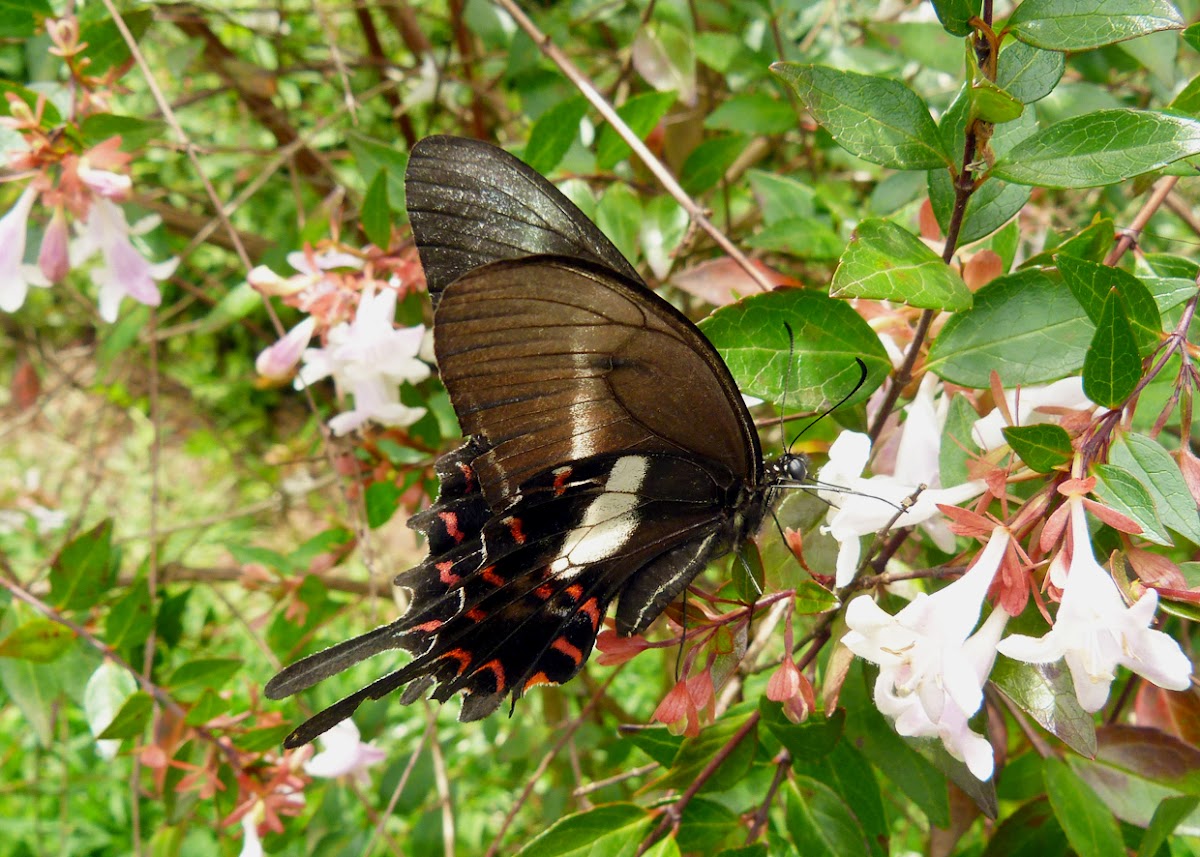Hector's Swallowtail
