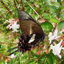Hector's Swallowtail
