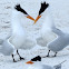 Royal Tern Video