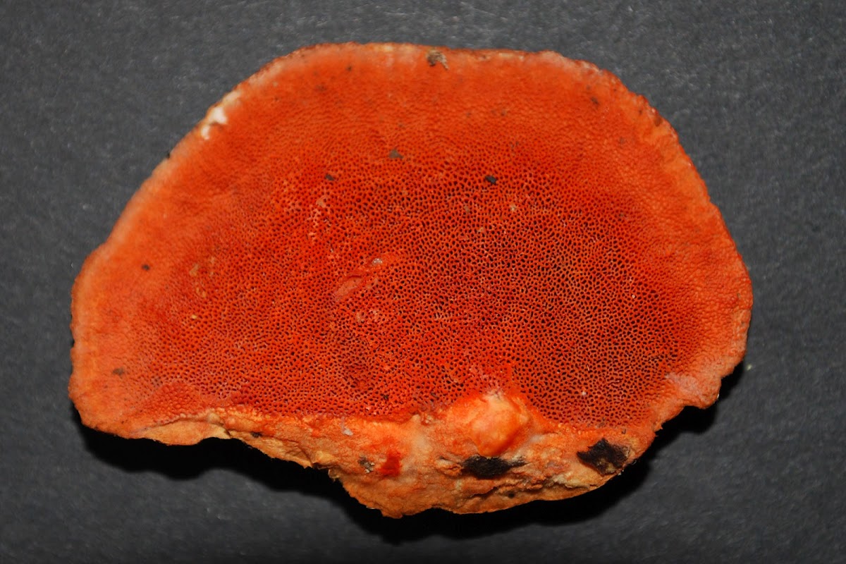 Red Bracket Fungus