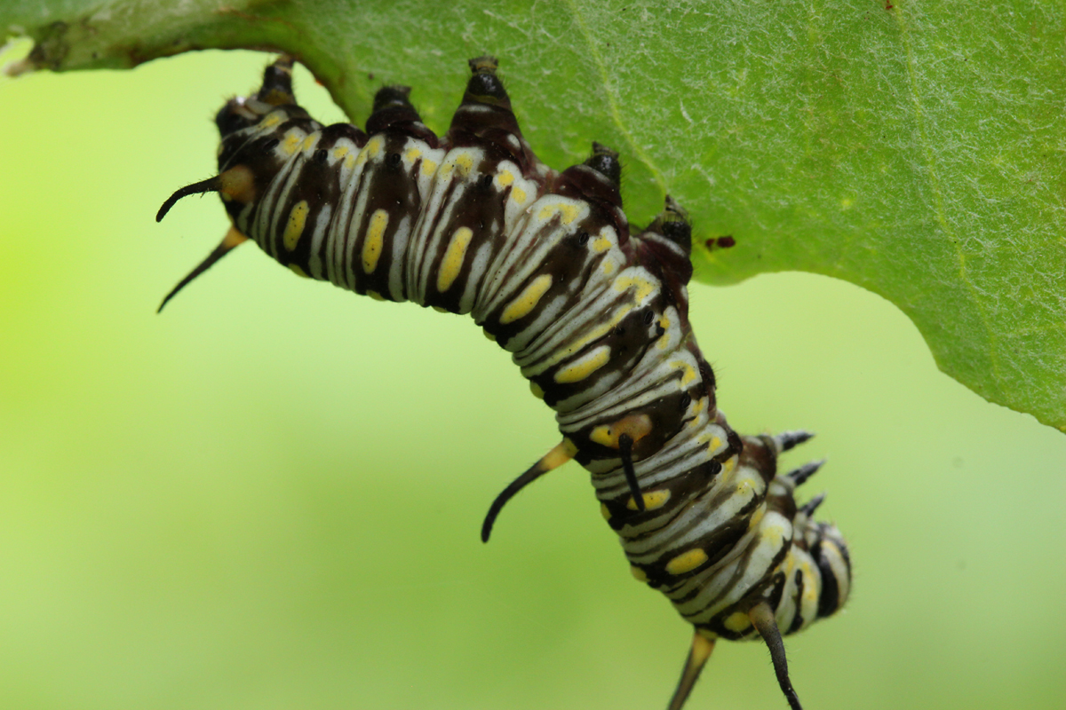 Plain Tiger caterpillar