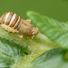 Delphacid planthopper (nymph)