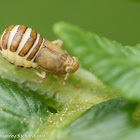 Delphacid planthopper (nymph)