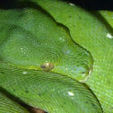 Green Tree Python  