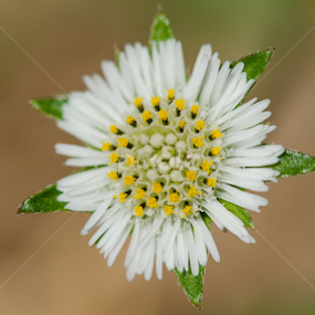 by Ani Das - Nature Up Close Gardens & Produce