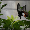 Papilio alphenor
