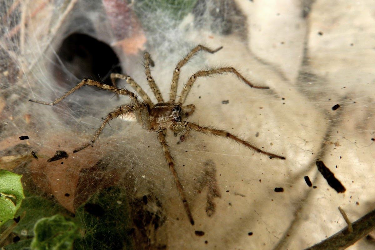 Grassland funnel web spider