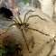 Grassland funnel web spider