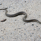 Common Garden Snake