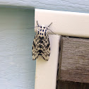 Giant Leopard Moth/Eyed Tiger Moth.