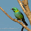 Green-headed tanager