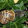 Garden Snail