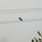 Stork-billed Kingfisher