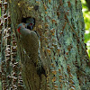 Yellow-shafted Northern Flicker (male, chicks, nest)