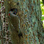 Yellow-shafted Northern Flicker (male, chicks, nest)