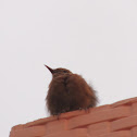 Brown rock chat