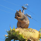 Fox Squirrel eating sunflower seeds